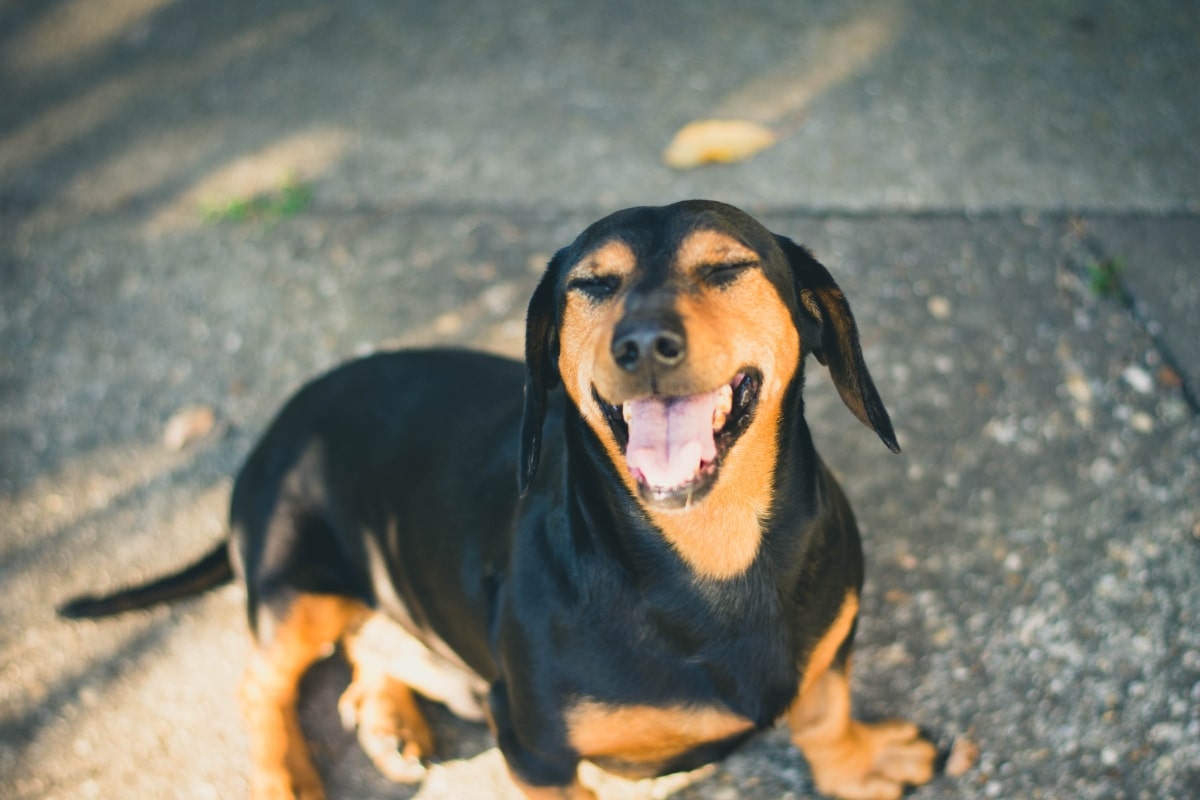 Dachshund flashing a silly smile with wide, eager eyes and perked ears.
