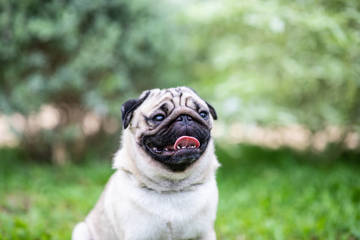 Pug snorting adorably, eyes twinkling with playful mischief.