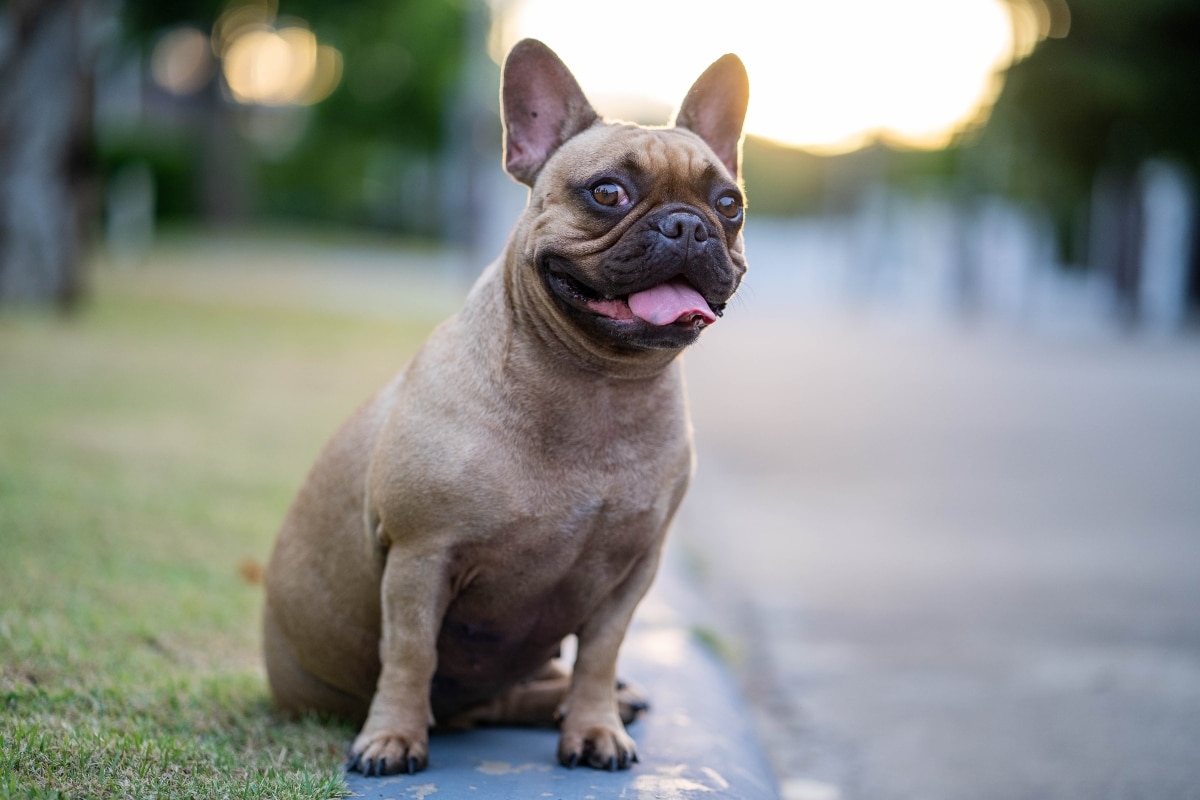 Dog with round eyes and a wide, amazed look that melts hearts.