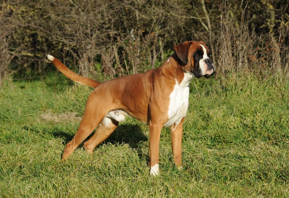 Boxer mid-tail wag, showing affectionate and playful energy.