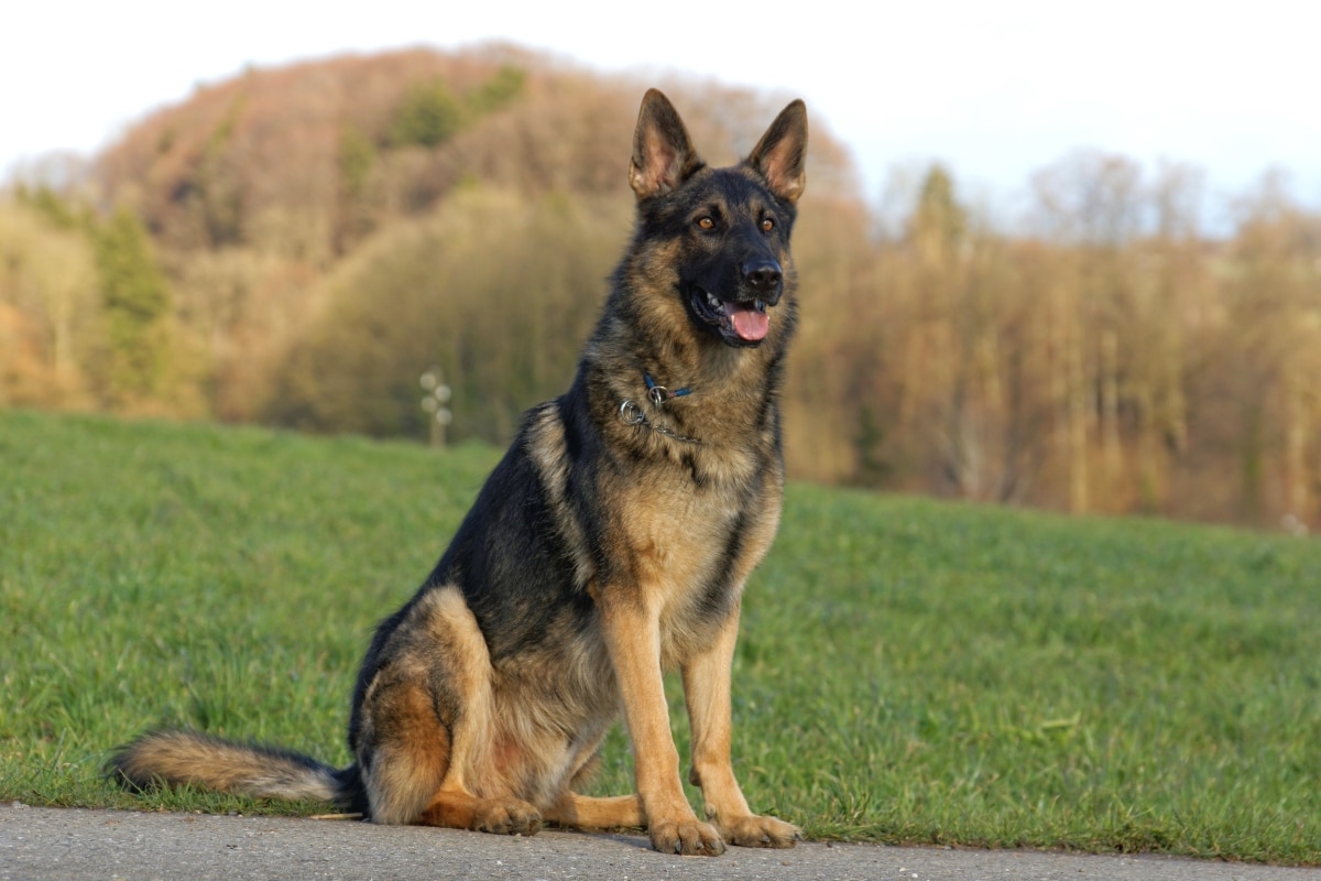 German Shepherd sitting calmly, showing alertness and training focus.