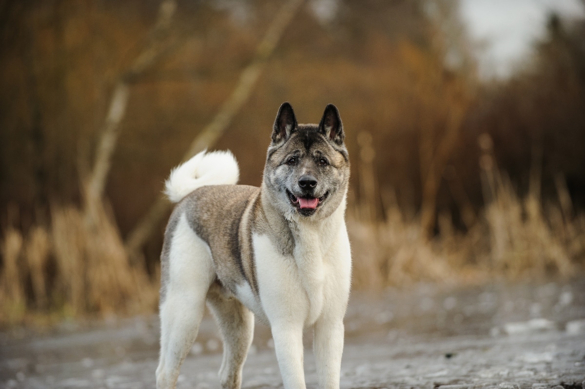 Akita standing calmly, reflecting noble presence and lifelong loyalty.