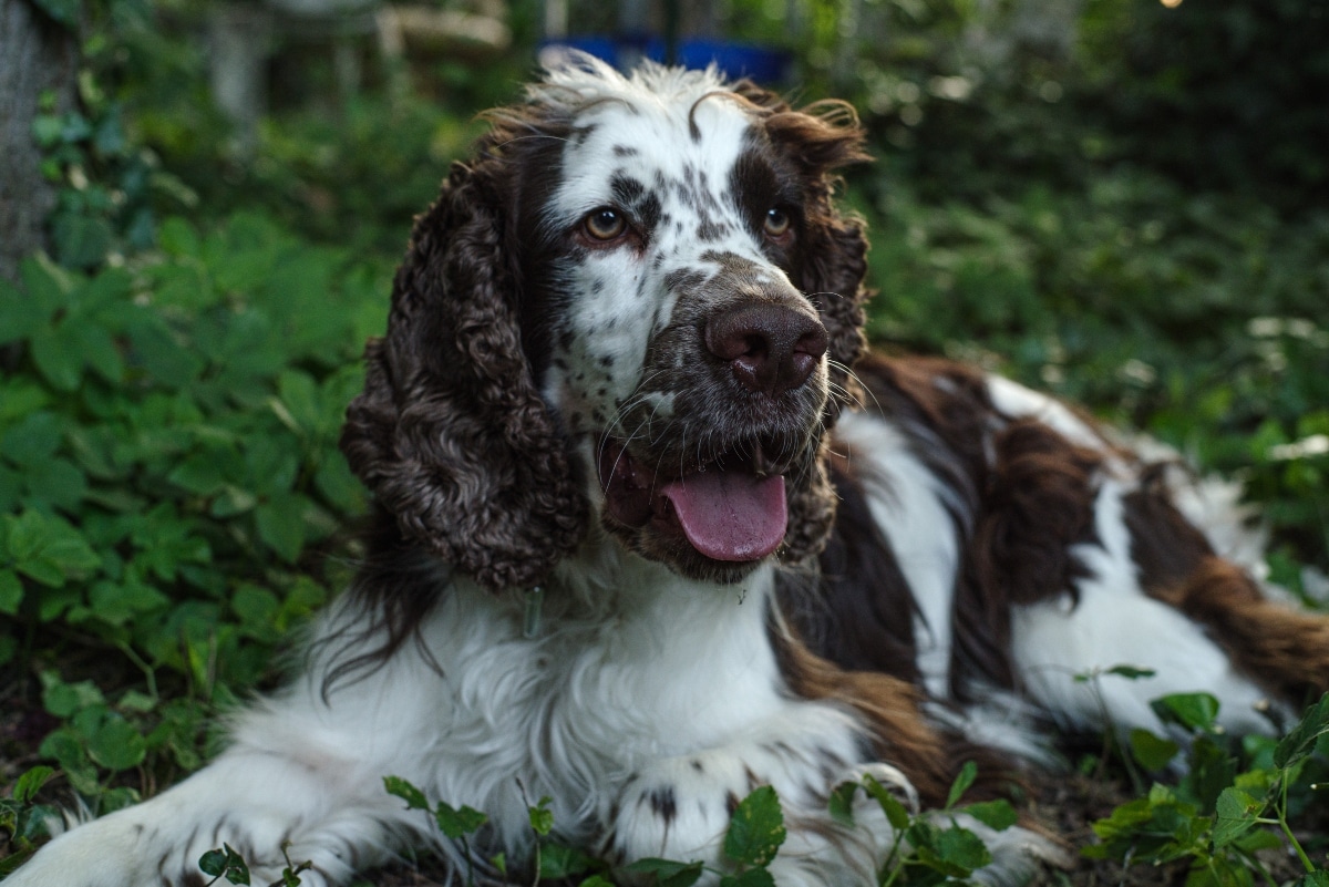 English Springer Spaniel with flowing ears mid-stride, reflecting elegance and joyful motion