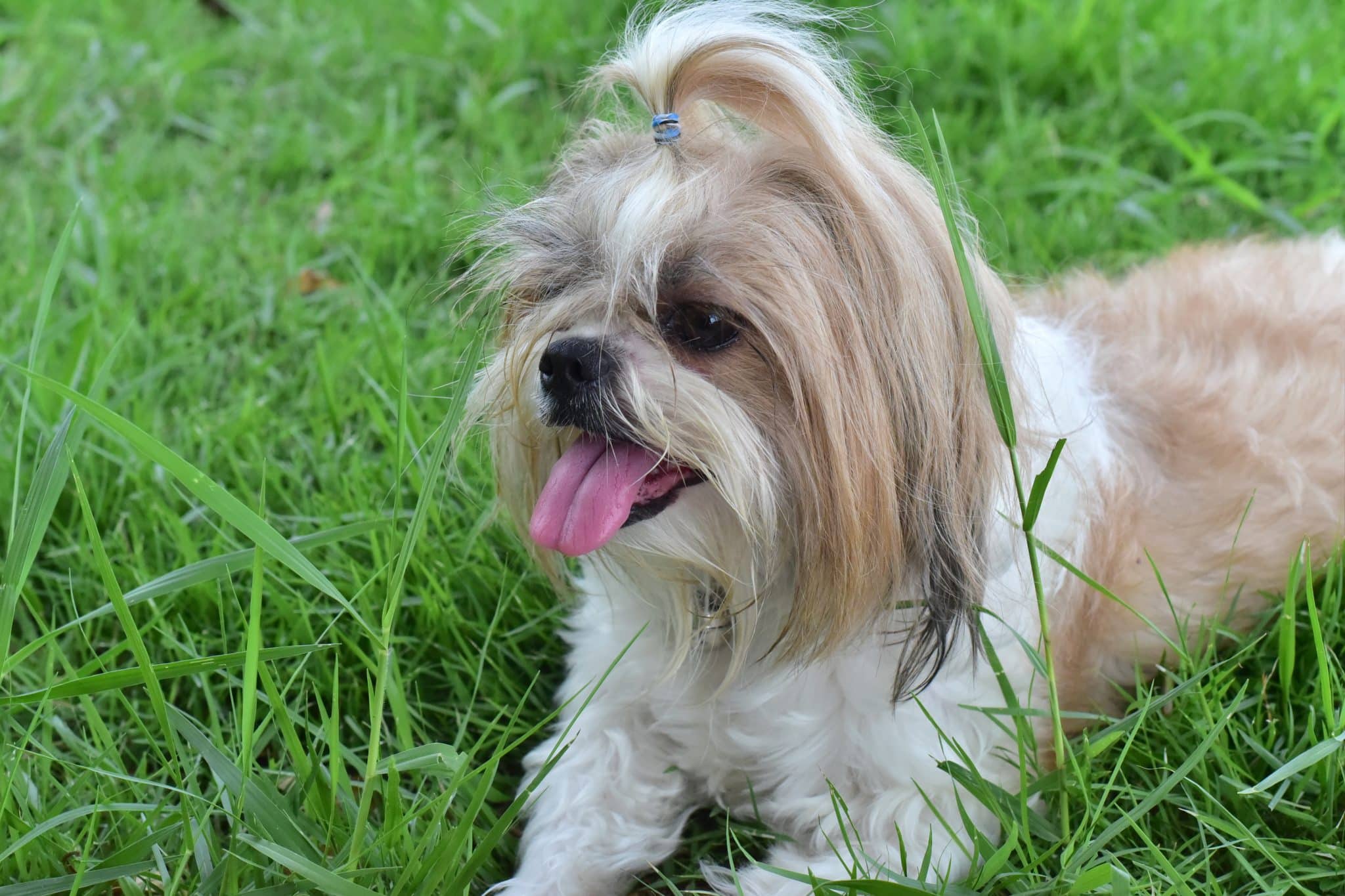 Shih Tzu with a cheeky, tiny grin and fluffy face full of mischief.