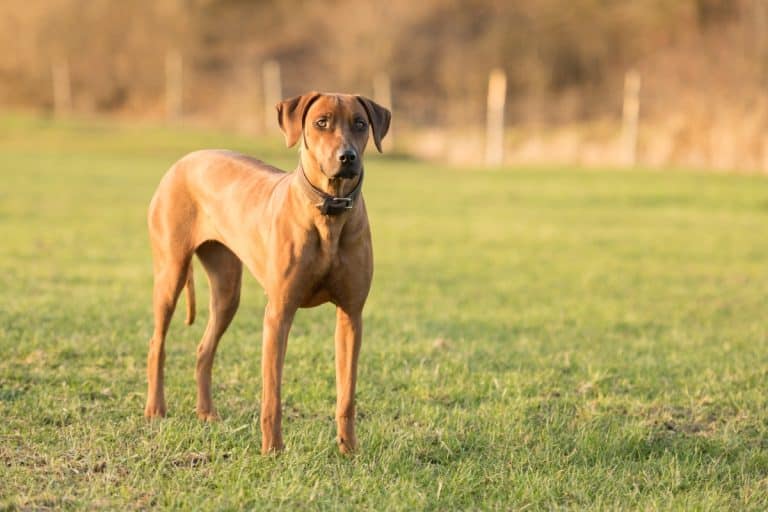 Ideal Diet for Rhodesian Ridgebacks - The Ultimate Rhodesian Ridgeback ...