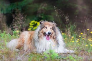 A loyal dog gazing warmly with devotion and emotional connection.