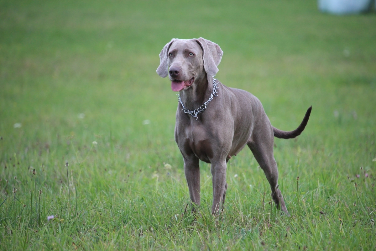 A sleek dog from an elegant breed, glowing with natural poise and quiet confidence.