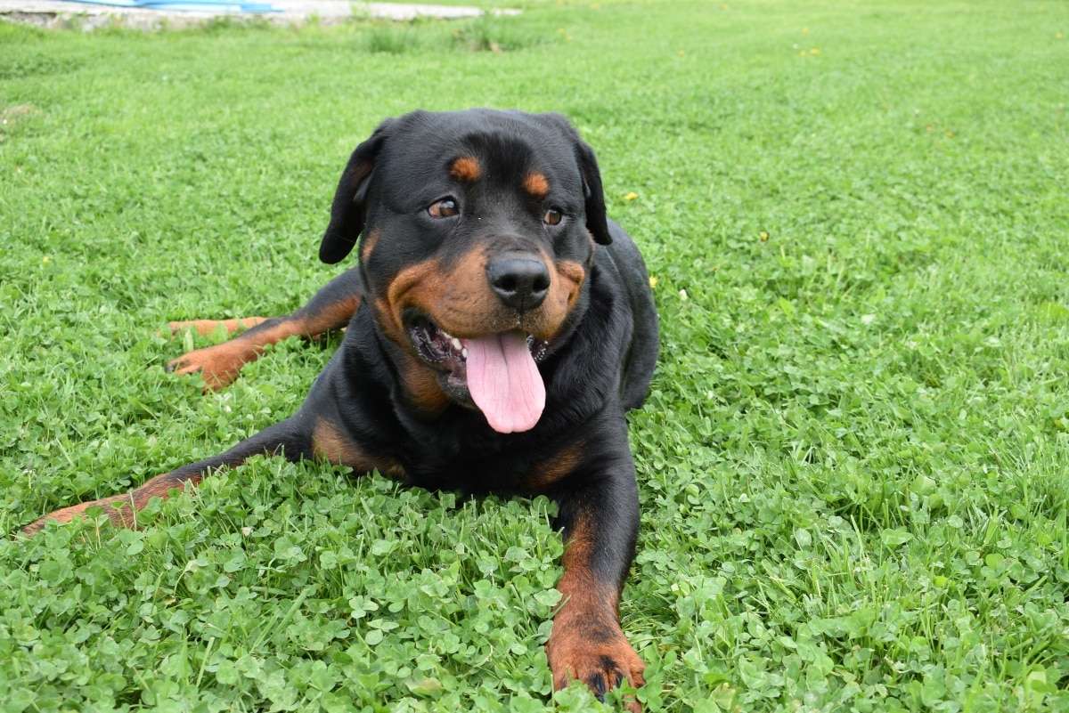  Rottweiler with calm, protective expression and steady eyes.