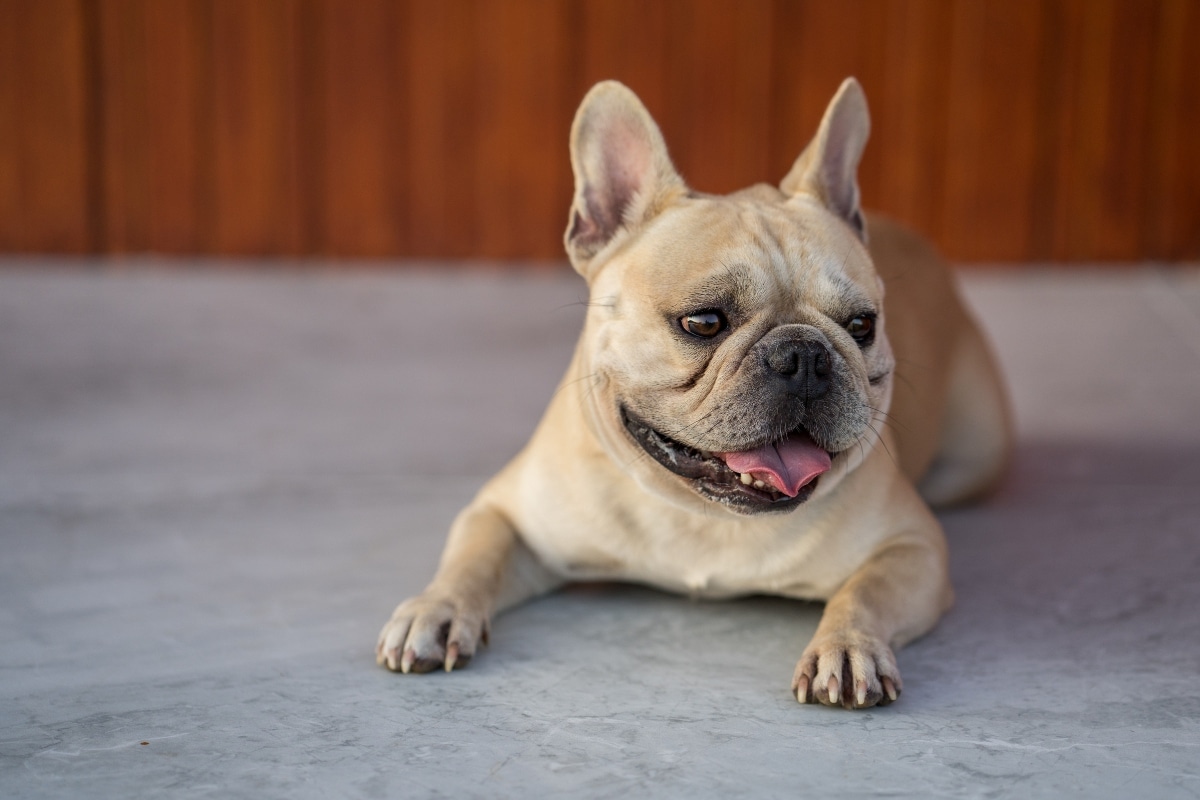 French Bulldog lying in a sploot, radiating quirky charm and comic expression.