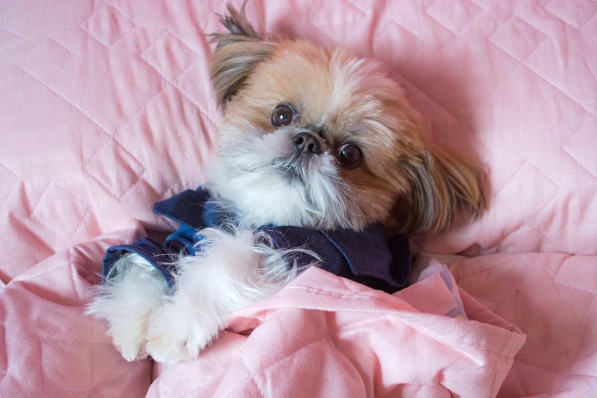 A cozy dog peacefully snuggled in bed, radiating warmth and tender companionship.