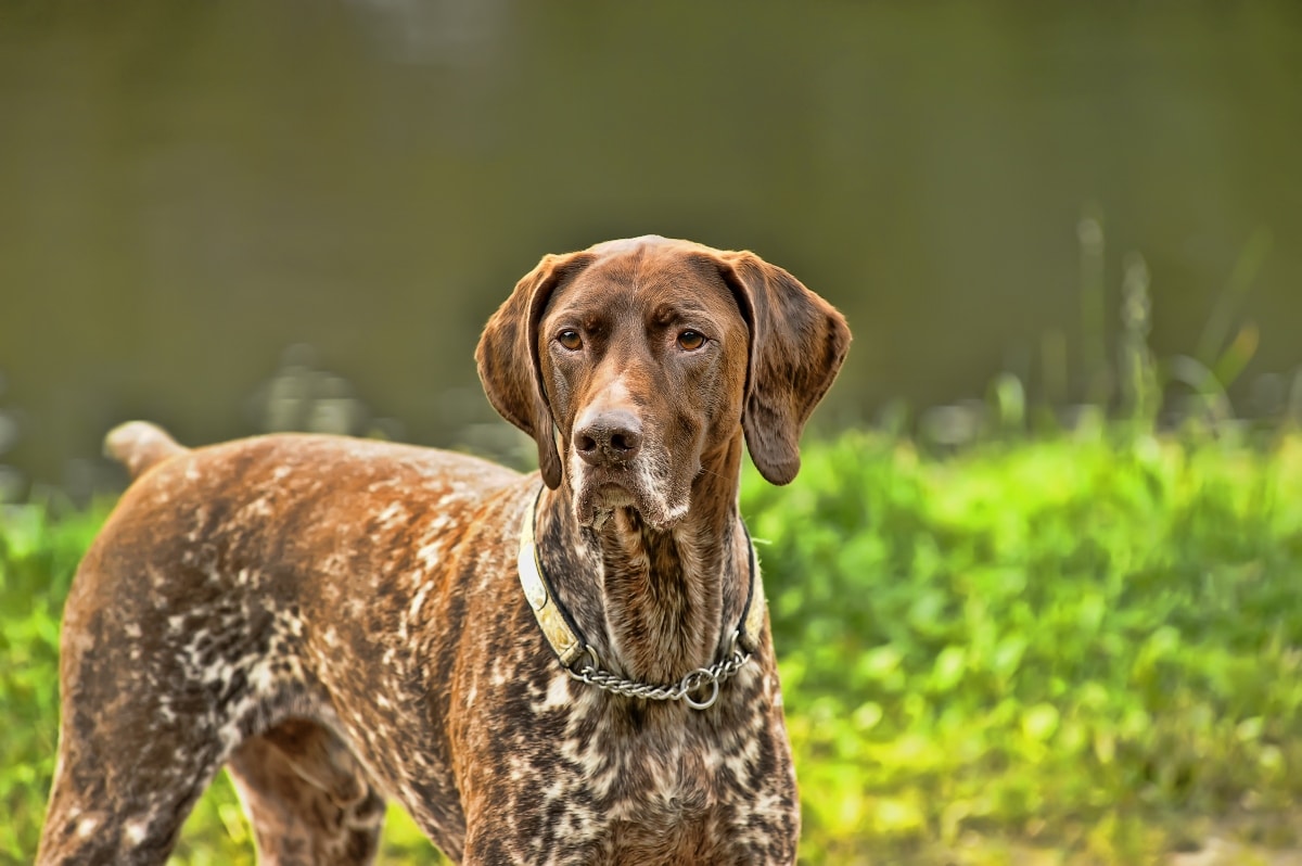 German Shorthaired Pointer with alert ears and athletic frame, moving with intense focus