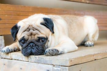 Fluffy dog resting peacefully with soft eyes and relaxed posture.