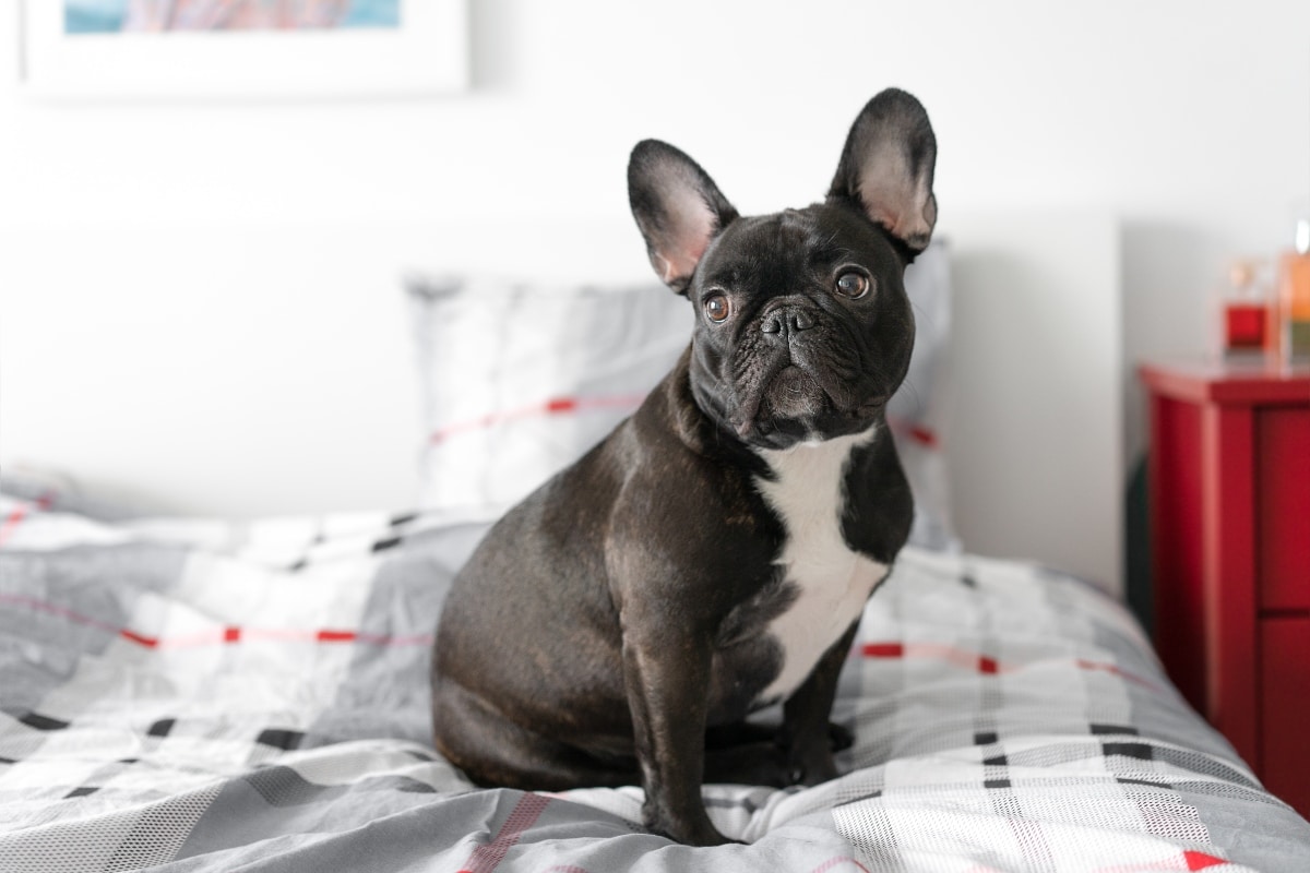 French Bulldog radiating cheerful charm and affectionate, playful energy.