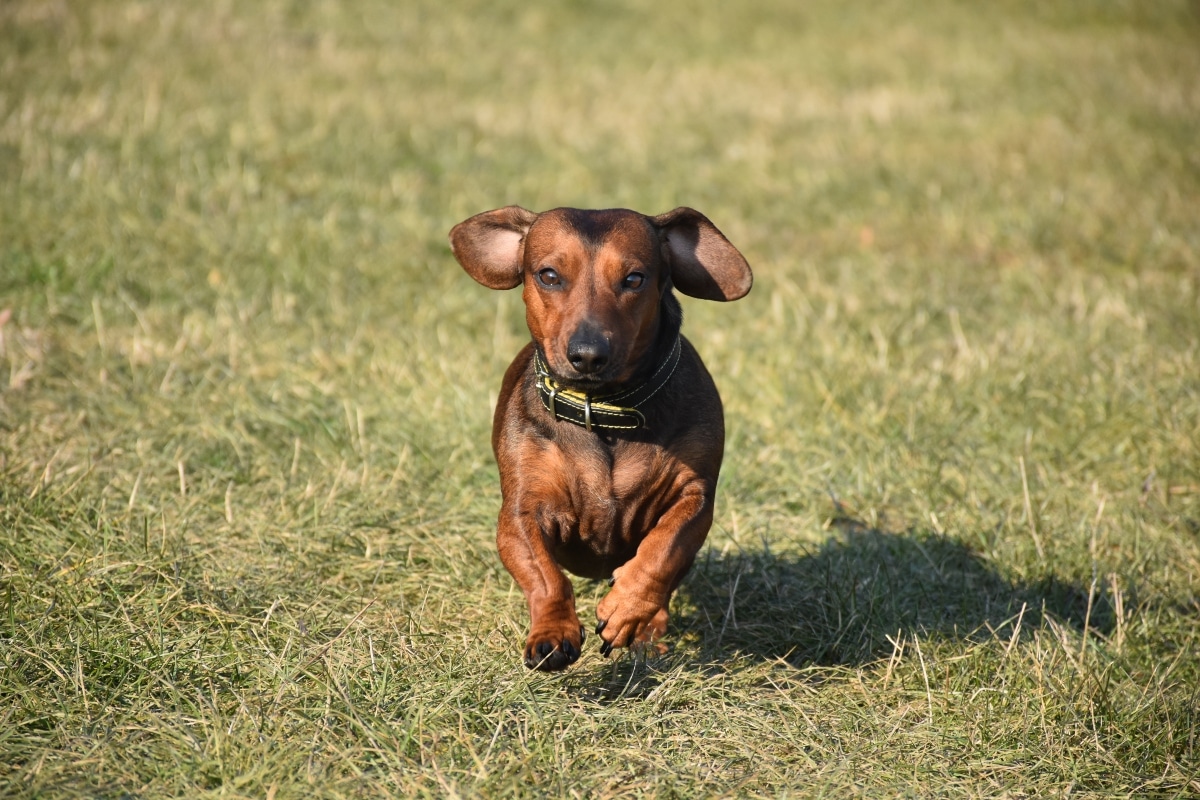 Dachshund mid-trot with flapping ears and a proud little strut.