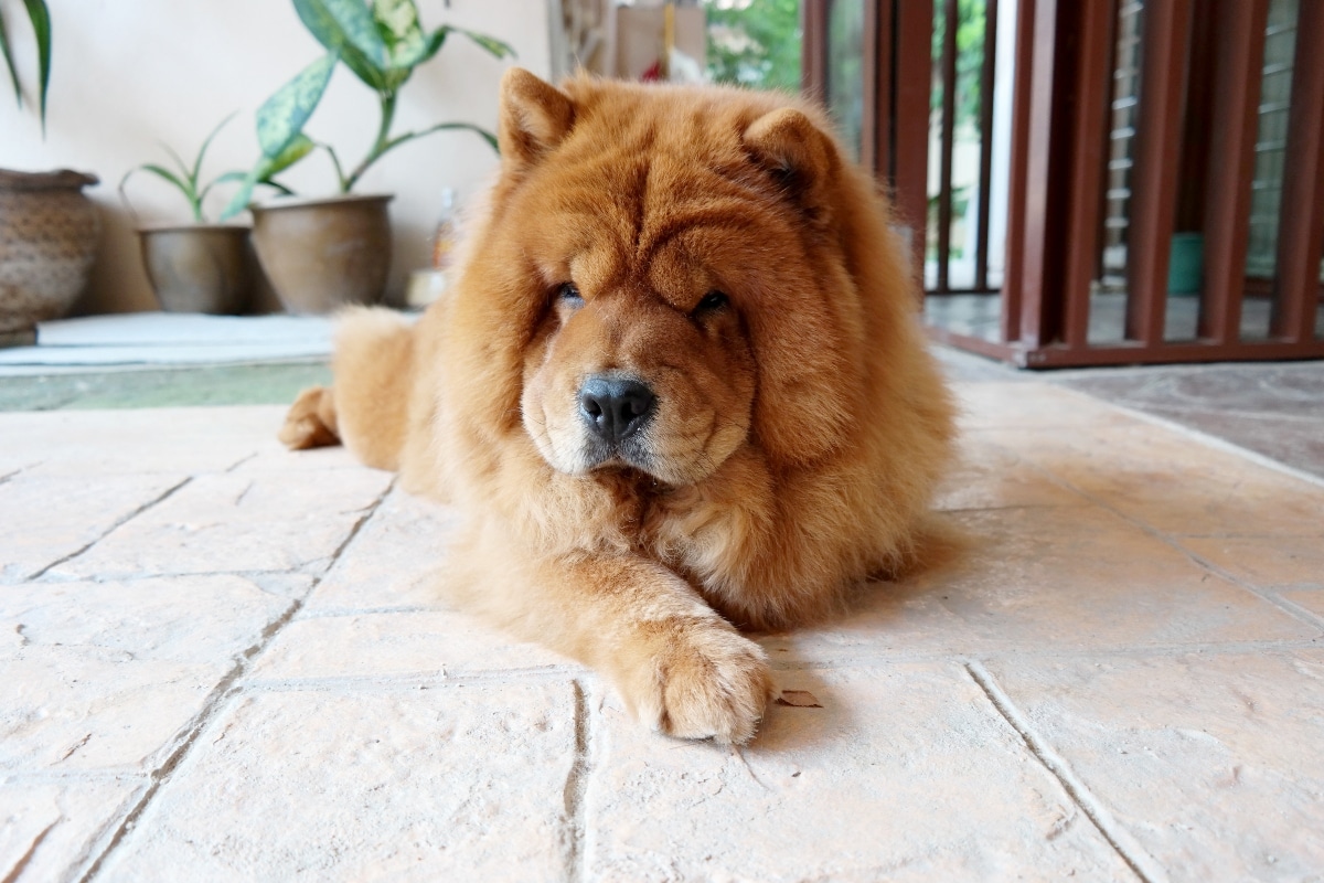 Chow Chow lying down with fluffy coat and calm, steady look.