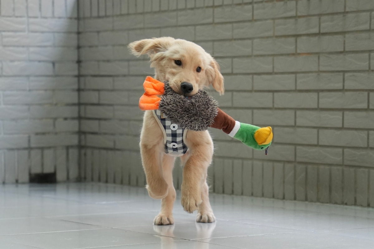 Golden Retriever carrying too many toys with a goofy, proud expression.