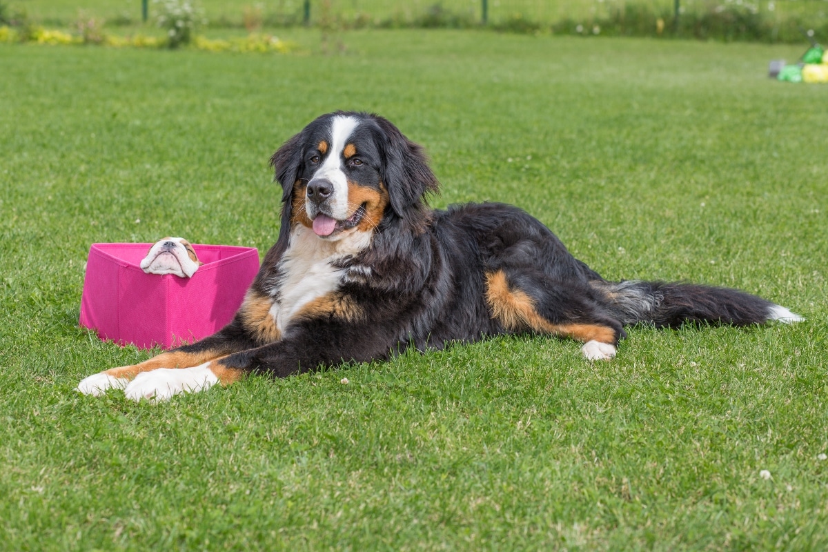 Bernese Mountain Dog lying softly, expressing peaceful loyalty and cuddly protection.