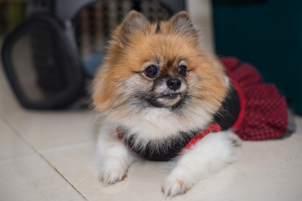 Pomeranian puffed up and proud with a curious, attention-seeking gaze.