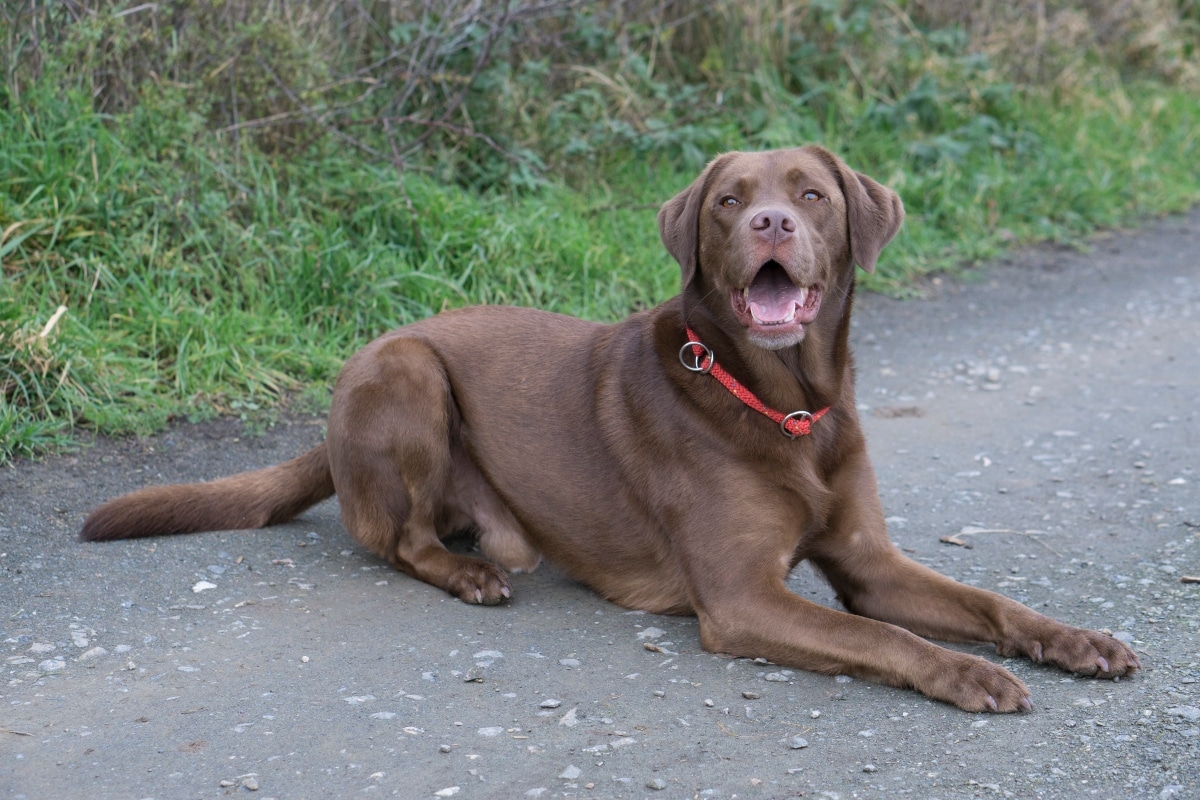A devoted dog peering expectantly, capturing heartfelt longing for companionship.