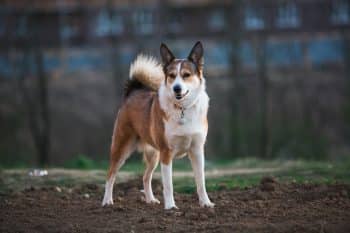 Norwegian Lundehund standing alert with its unique six-toed paws visible.