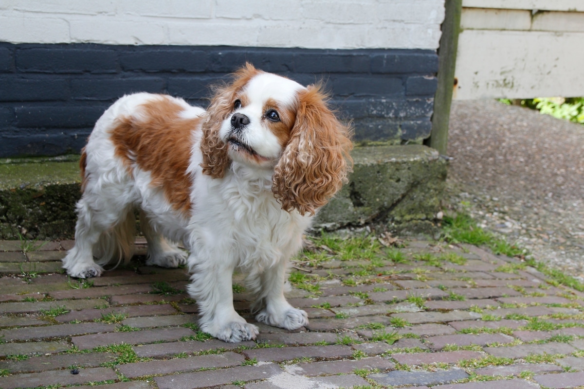 Cavalier King Charles Spaniel showing gentle, affectionate devotion.