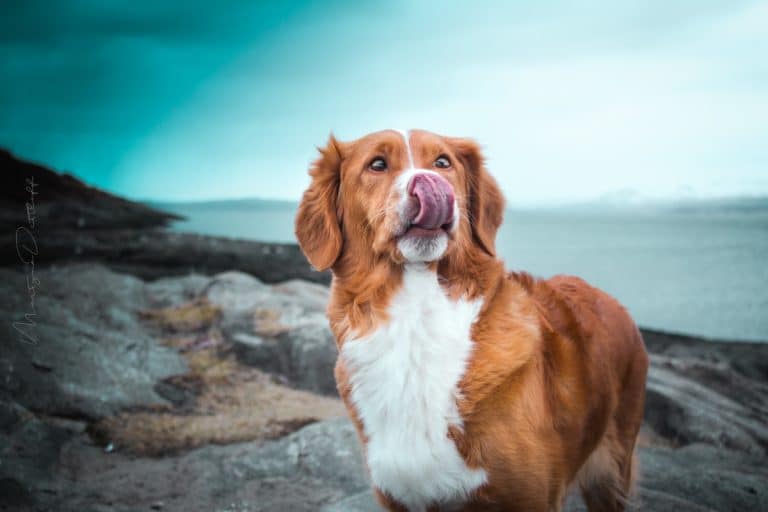 Sand Color Dog 13 Beachy Dog Breeds Who Love to Get Their Paws Sandy - iHeartDogs.com