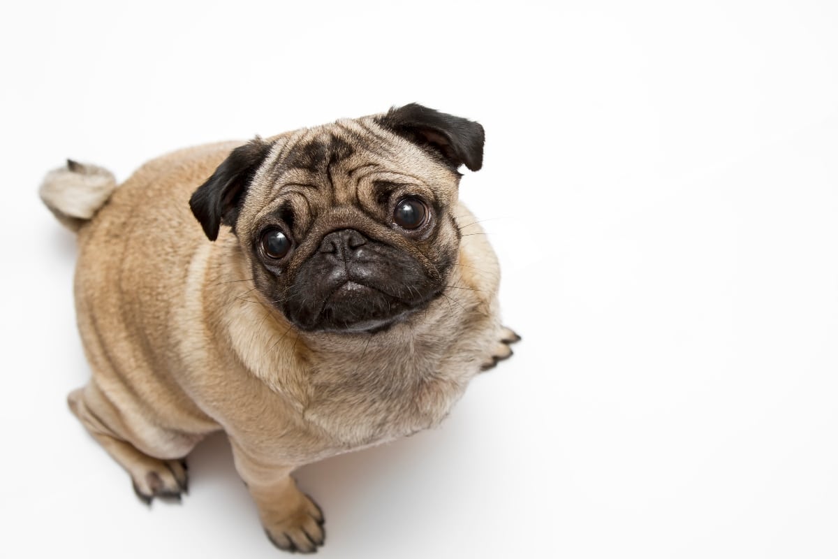 Pug looking up with a wrinkled face, full of love and quirky charm