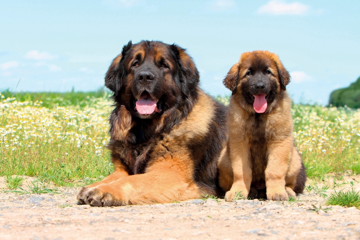 Leonberger with lion mane showing a gentle and commanding presence.