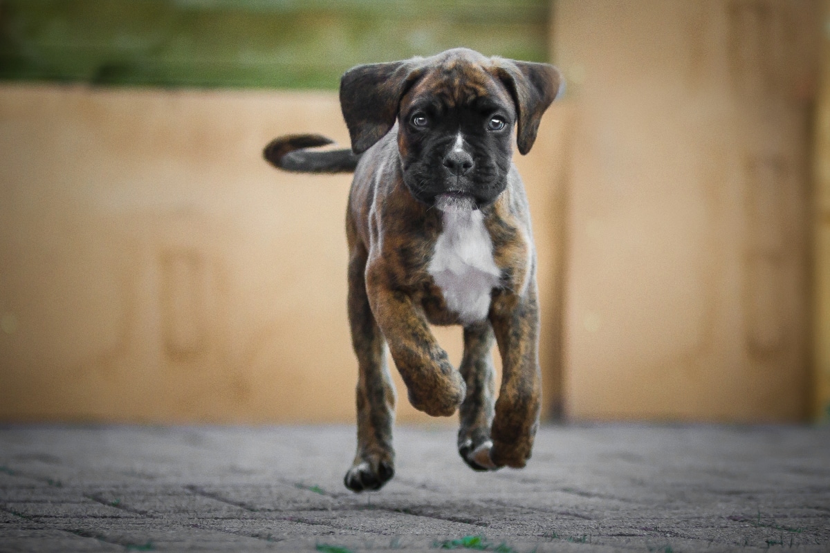 Boxer caught mid-leap with a hilarious open-mouthed grin.