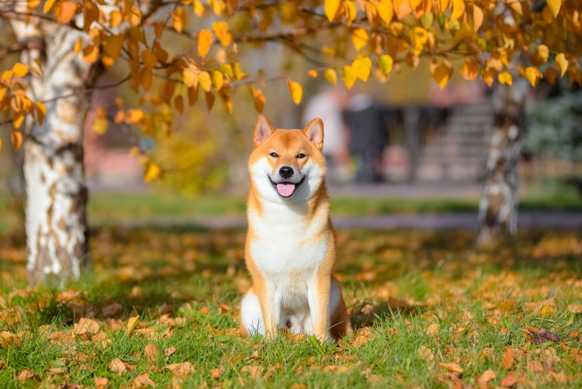  A Shiba Inu standing confidently with a sharp, fox-like appearance and bright eyes.