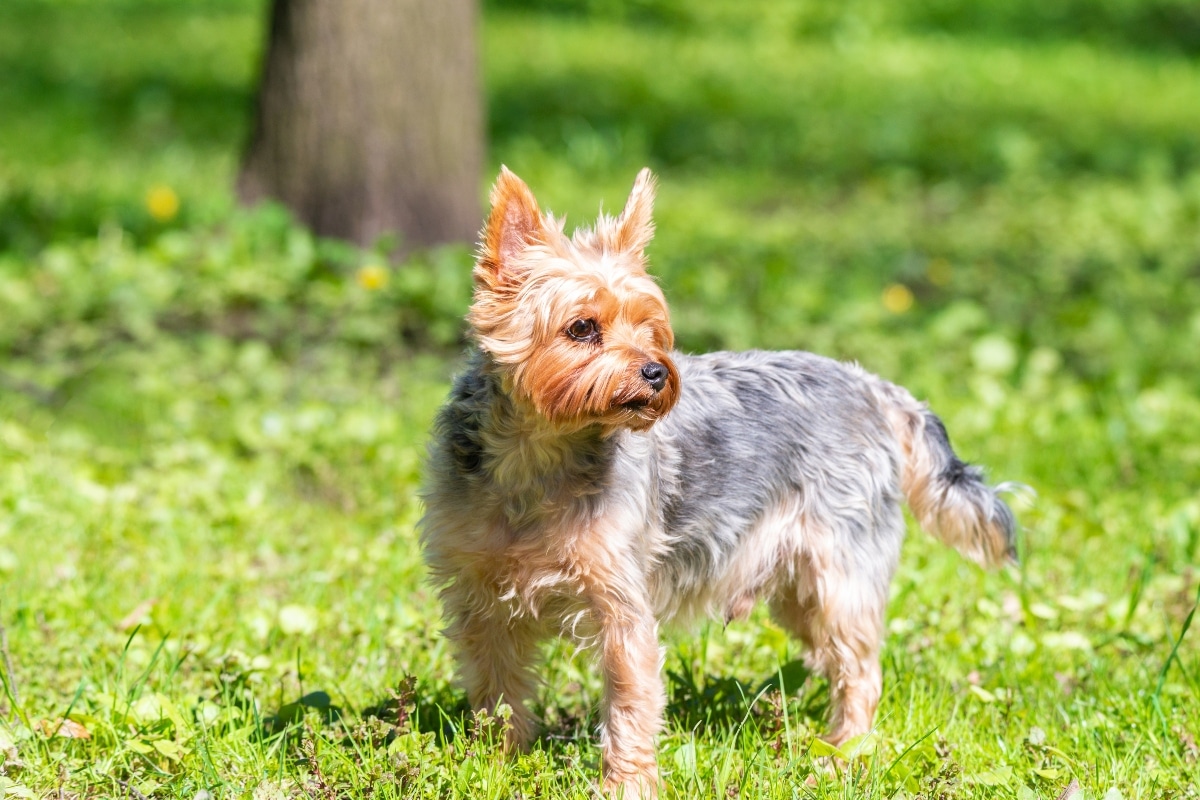 A confident Yorkshire Terrier with silky hair, radiating vibrant charm.