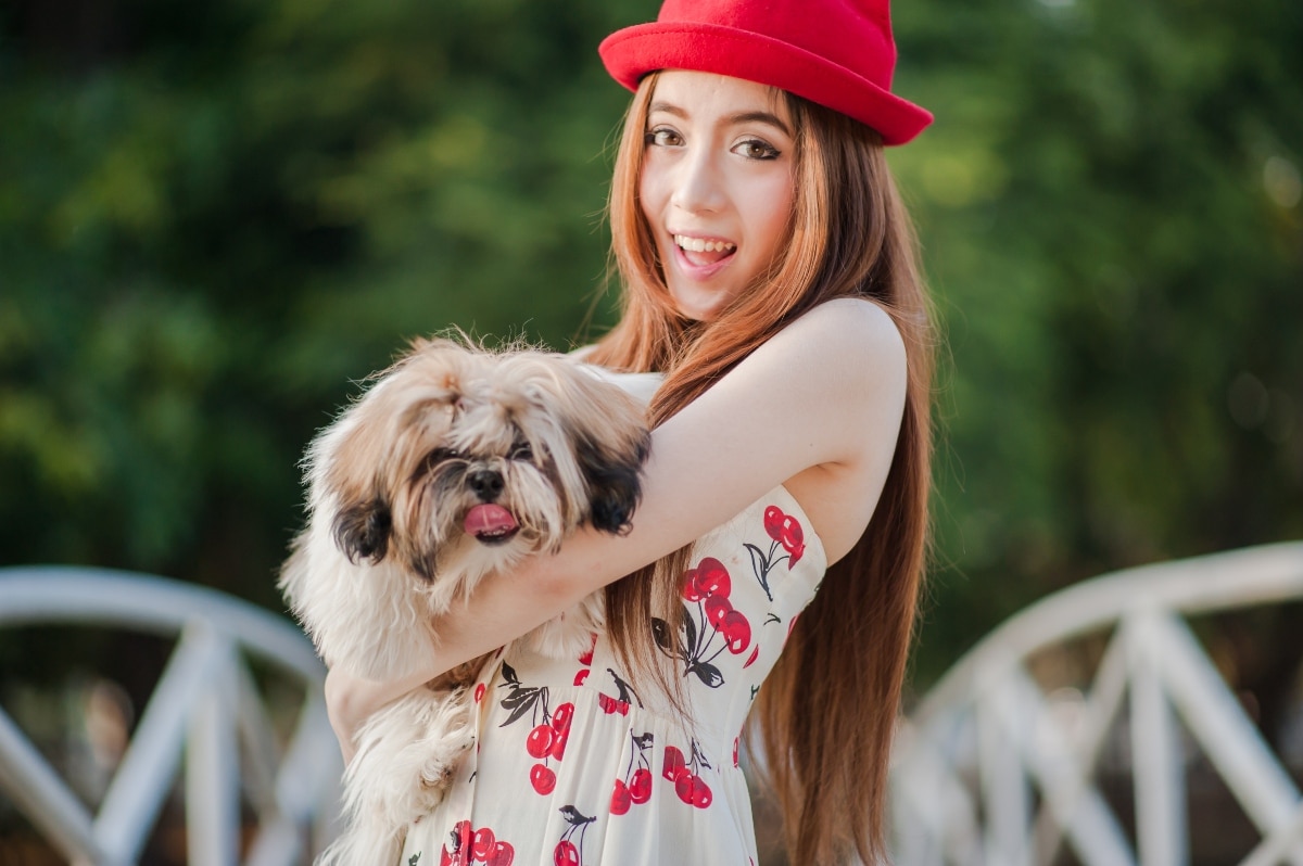 Shih Tzu nestled in the owner's arms, showcasing its affectionate nature.