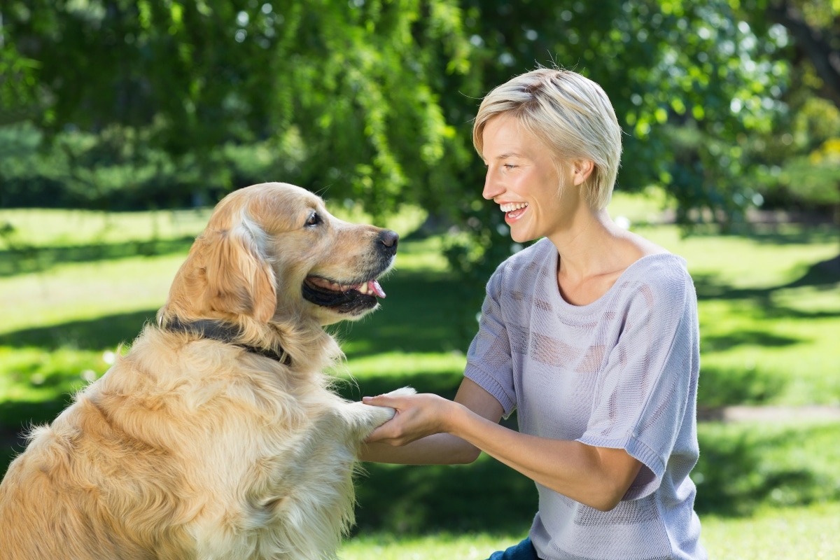Golden Retriever focused on the owner, showing trainability and emotional connection.