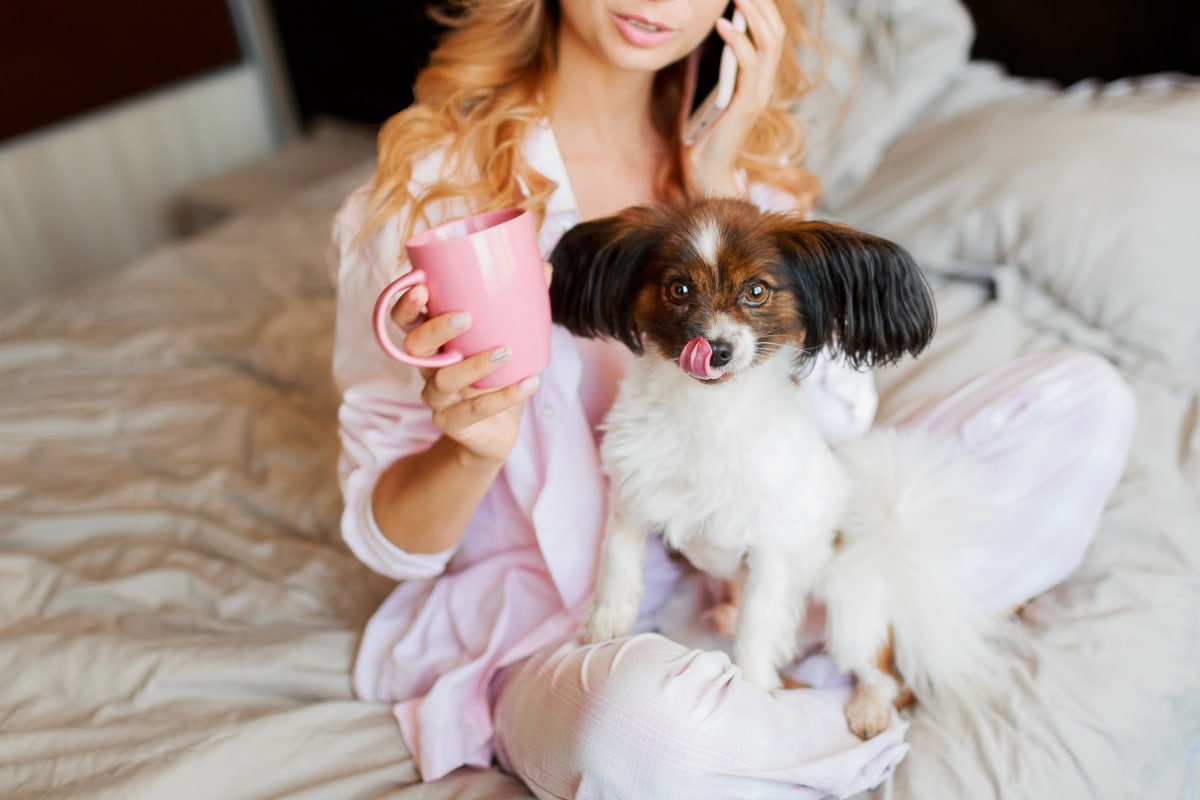 Papillon sitting on the owner's lap, displaying its affectionate and lively personality.