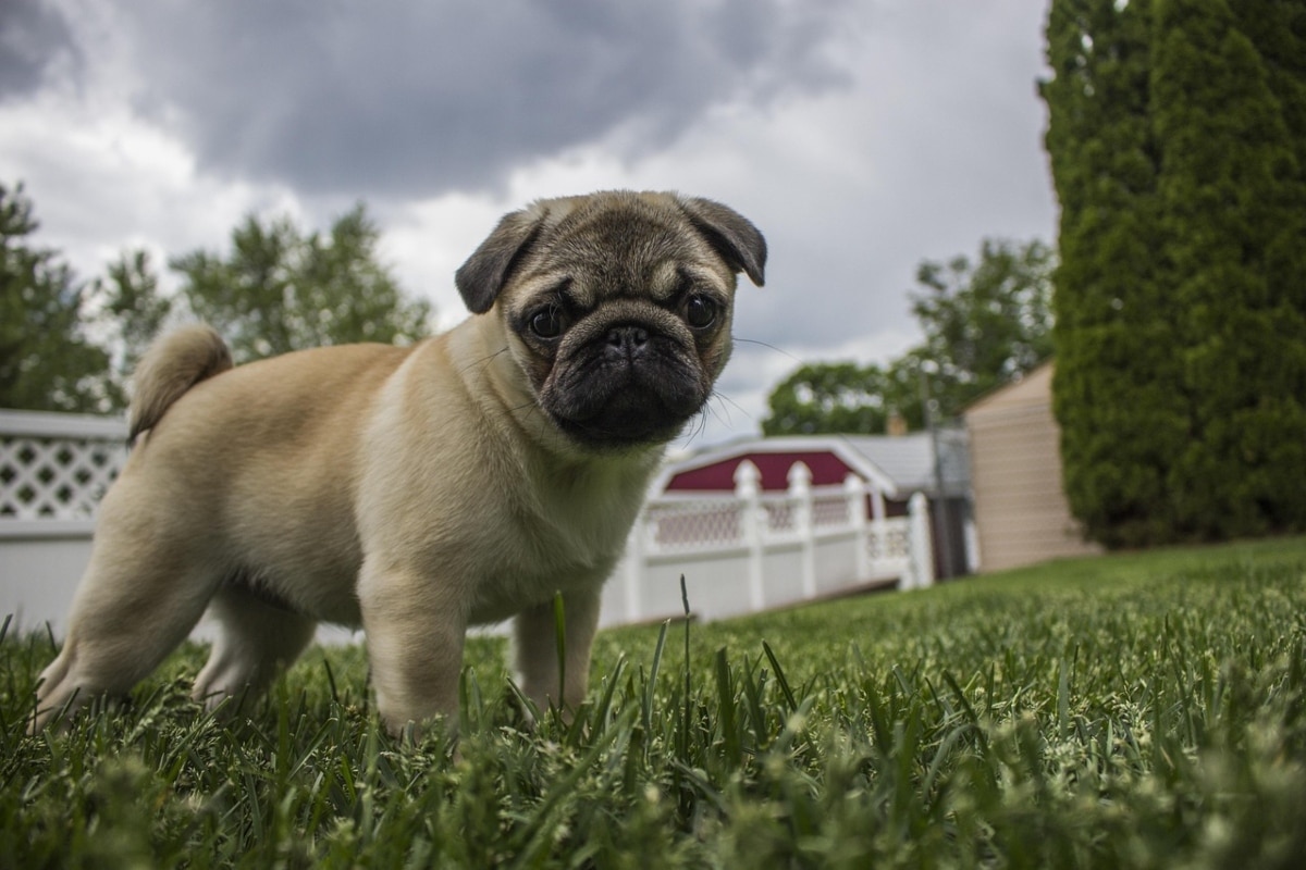 Pug with a playful grin, embodying charm and affection.