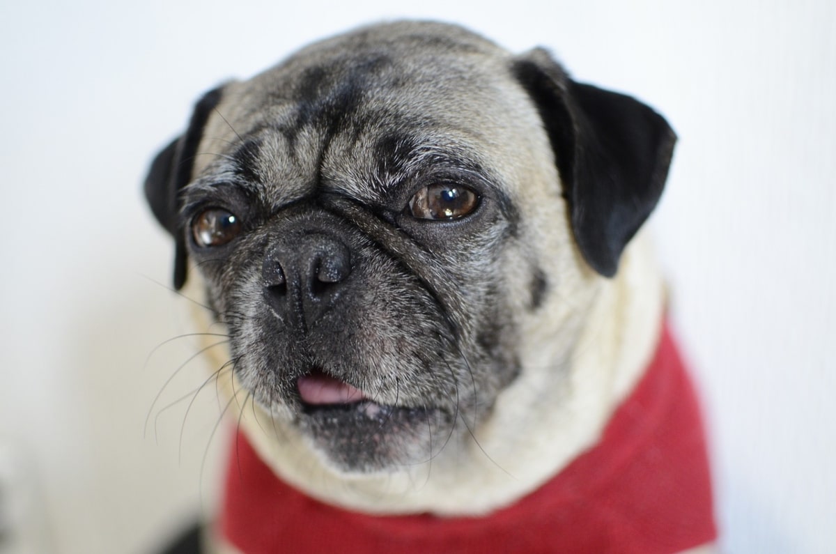 Pug with wrinkled face and soft eyes, sitting playfully with goofy affection
