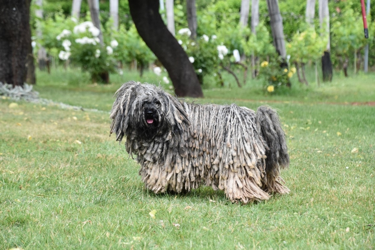 Puli with its signature corded coat bounding energetically.