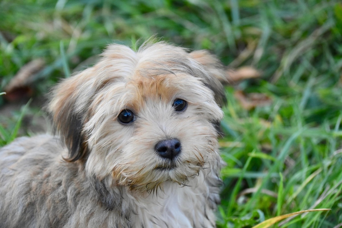 Havanese with soft fur and bright eyes, showing affection and calm joy