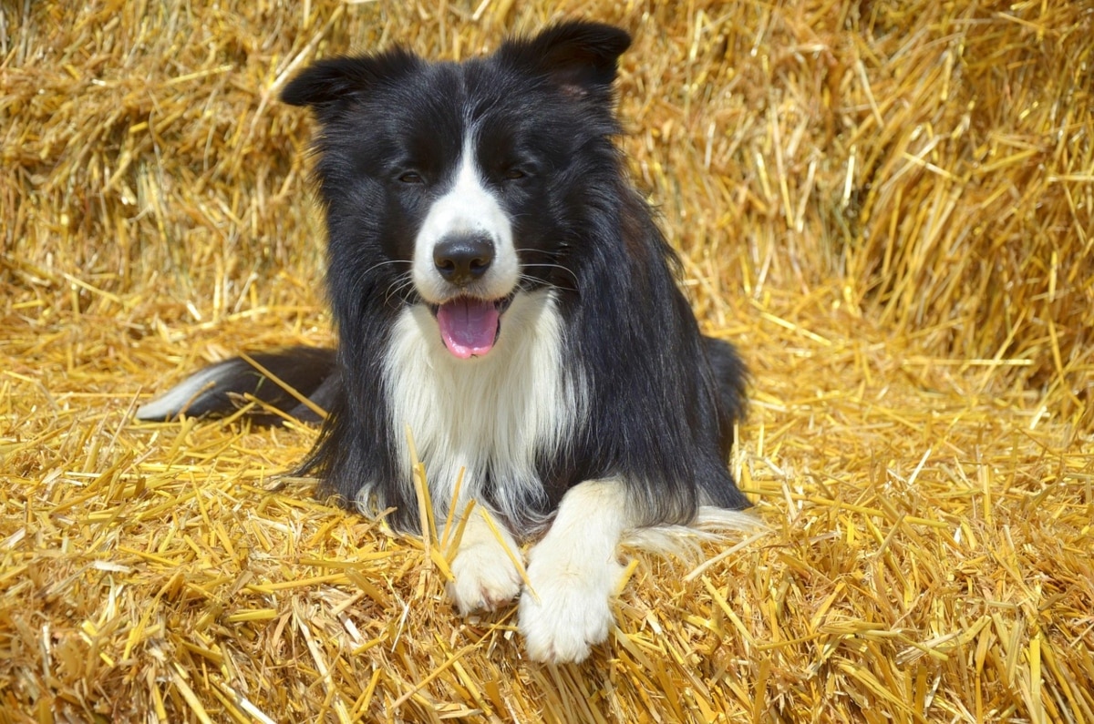 Border Collie displaying attentive affection.