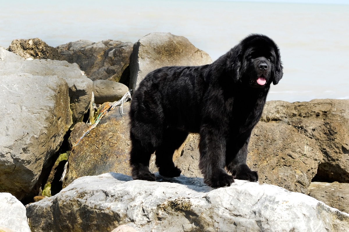Newfoundland standing on rugged shoreline, showing strong build and rugged reliability.