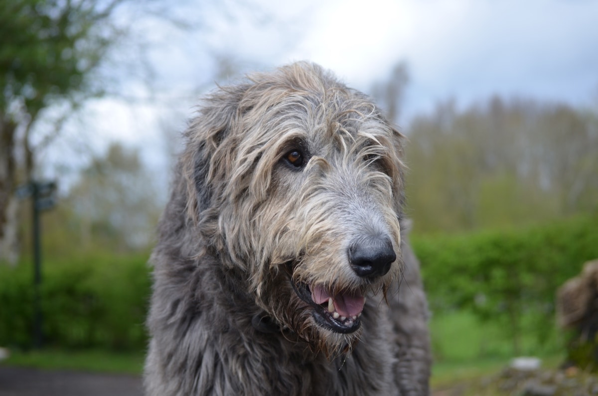 Irish Wolfhound displaying gentle strength and noble calm presence.