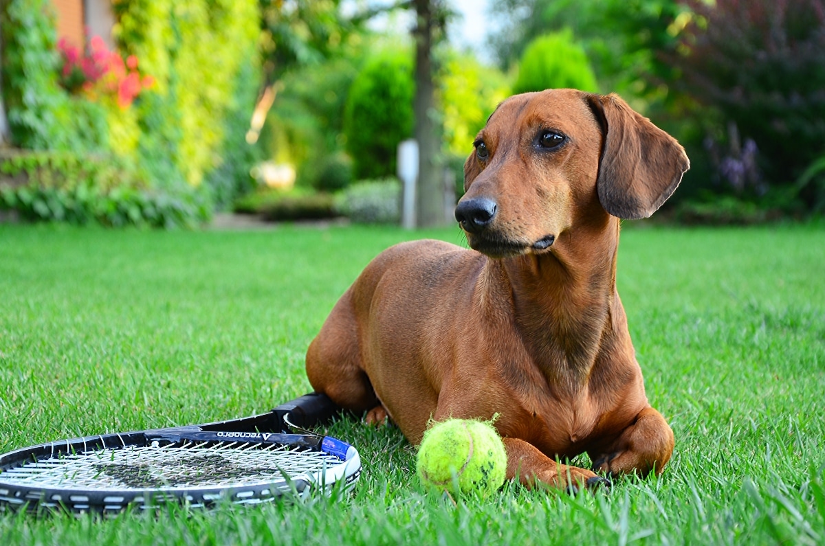 Dachshund showing earnest, playful, and loyal devotion.
