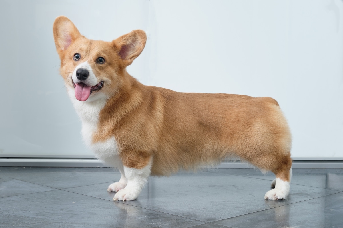 Pembroke Welsh Corgi eagerly greeting with excitement and affectionate energy
