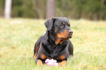 Rottweiler displaying a calm yet vigilant posture.