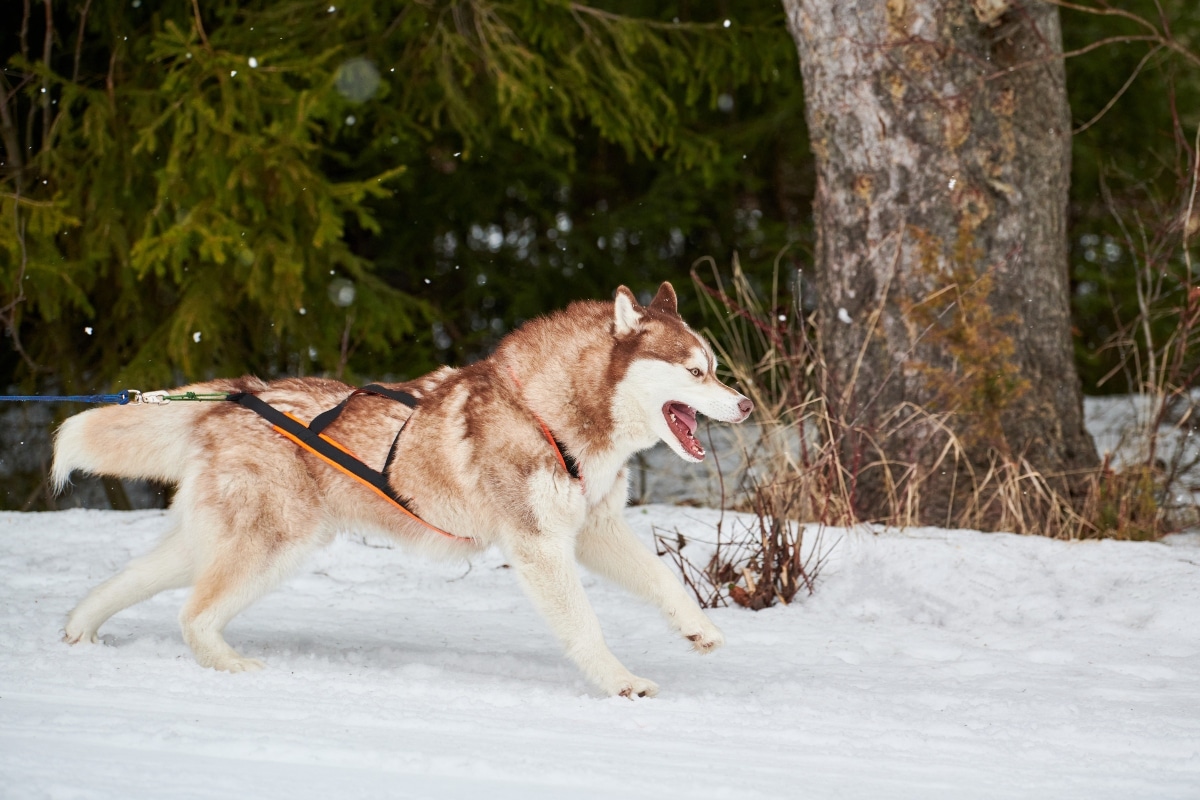 Siberian Husky with bright eyes showing enthusiasm for outdoor activity.