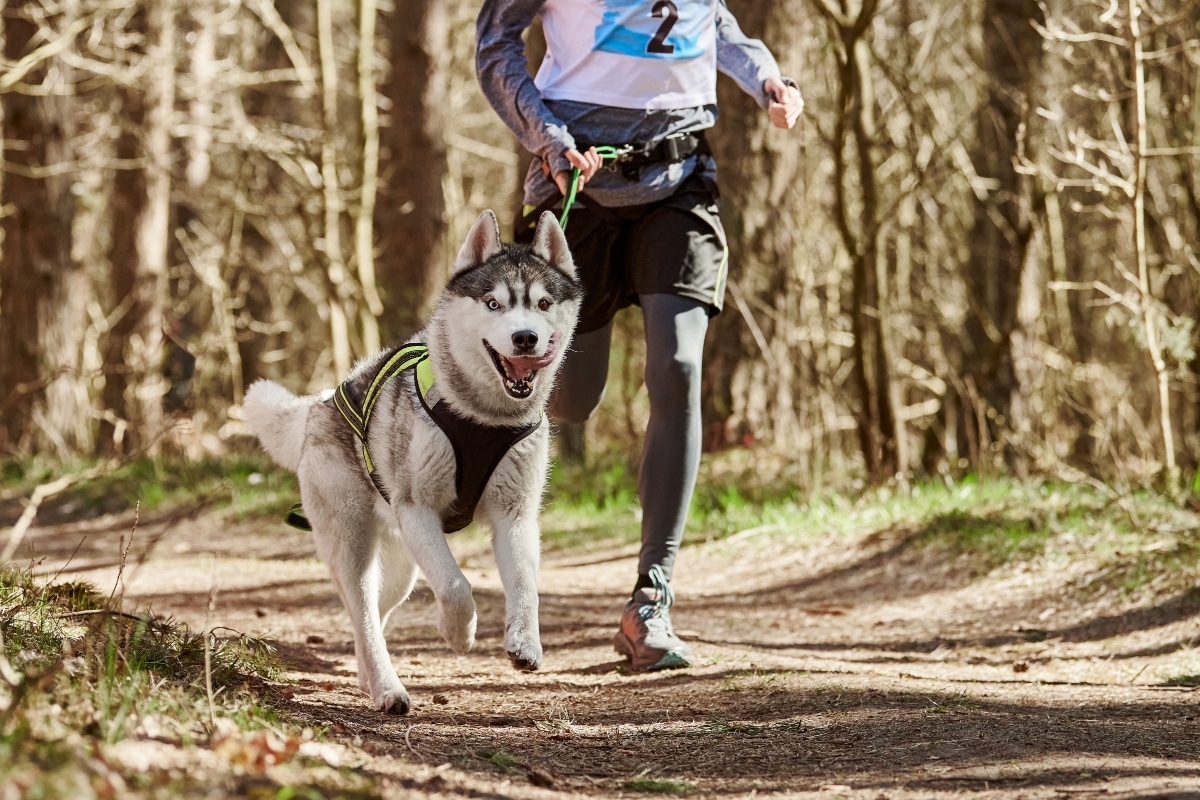 Siberian Husky alert and hardy, built for endurance and adventure.