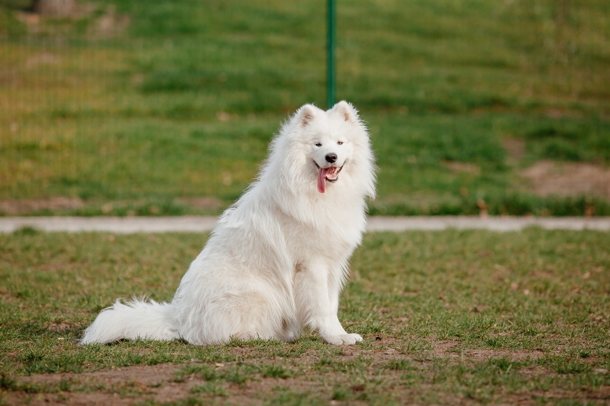 Samoyed with thick white fur leaning in lovingly.