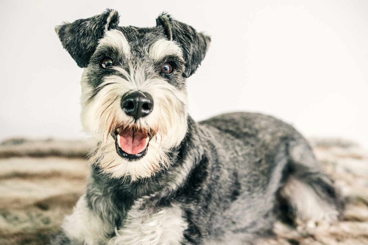 Miniature Schnauzer showcasing calm intelligence.