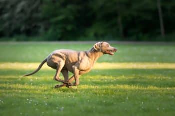 A playful dog running joyfully, radiating energy and enthusiasm for exercise.