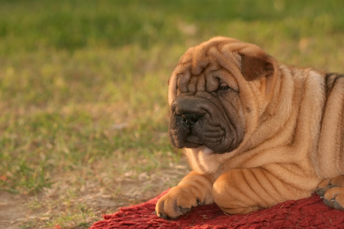 Shar Pei with deep wrinkles emphasizing skin sensitivity concerns